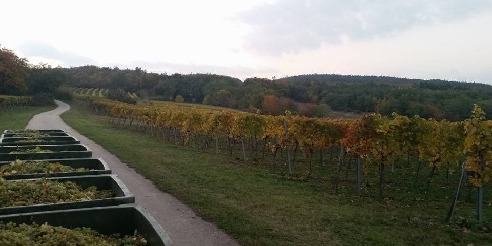 Weinlese-1