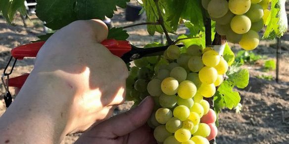 weinlese